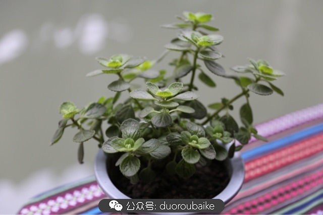 回忆之旅最适合带的植物,野外旅游必须记住的植物