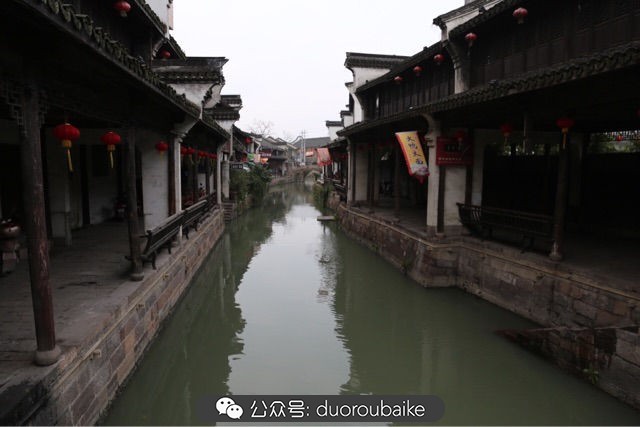 回忆之旅最适合带的植物,野外旅游必须记住的植物