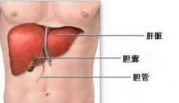 这就是肝脏结石！看完是不是觉得挺恐怖的？