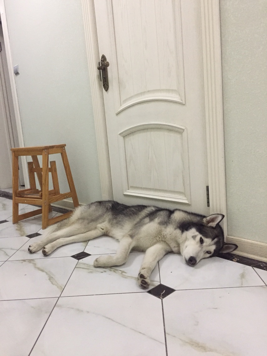 养哈士奇一个月需要多少钱,新手养哈士奇一个月花销多少