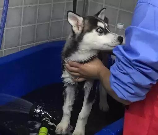 成都宠物寄养基地,成都狗狗寄养