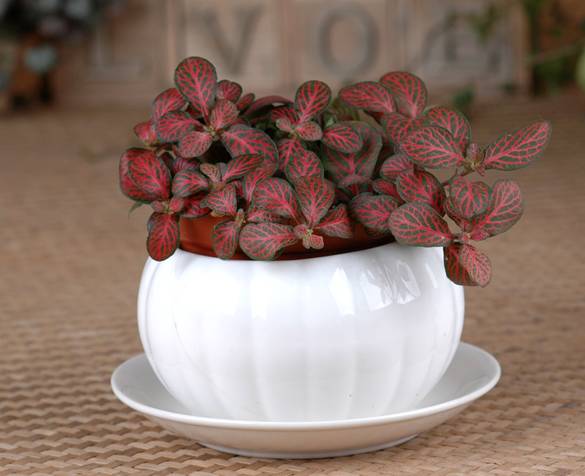 办公室桌面好养活的绿植,最适合办公室养的植物