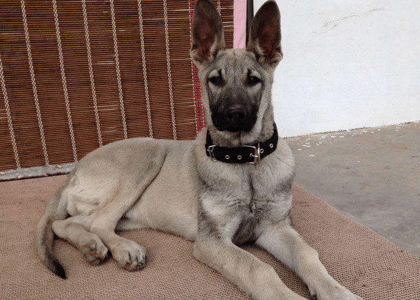 狼青是日本军犬吗,日本狼青犬的祖先