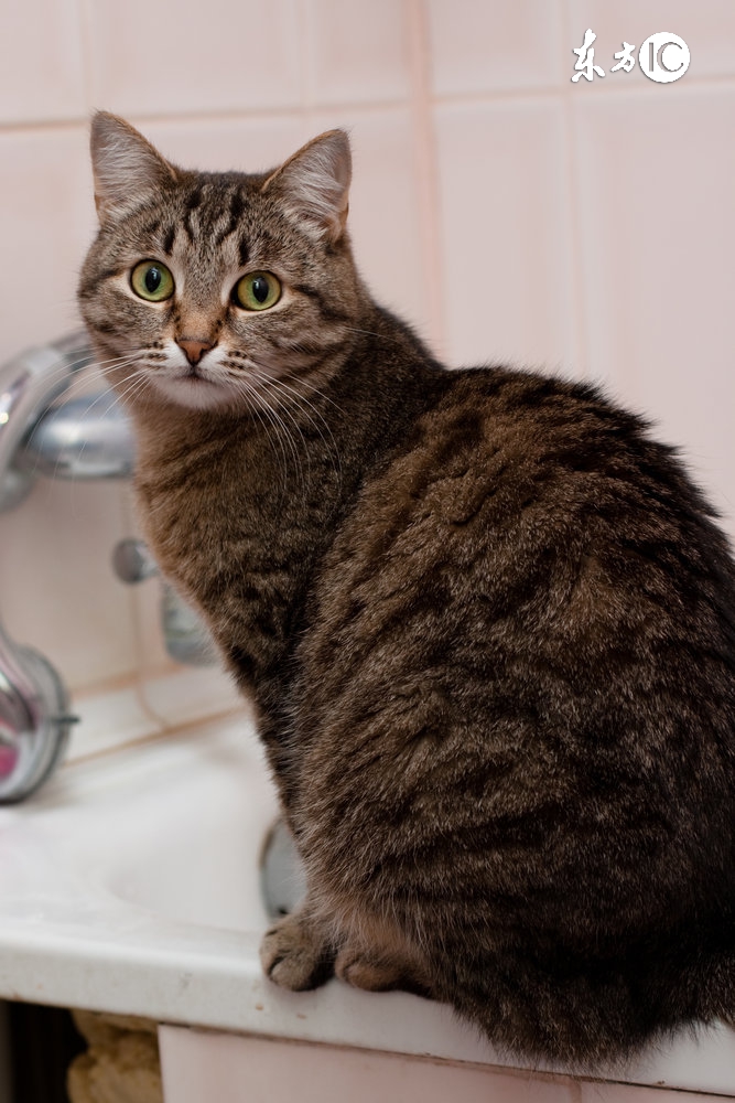 如何给猫洗澡教程,如何给猫洗澡不伤人