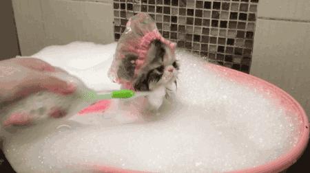 如何给猫洗澡教程,如何给猫洗澡不伤人