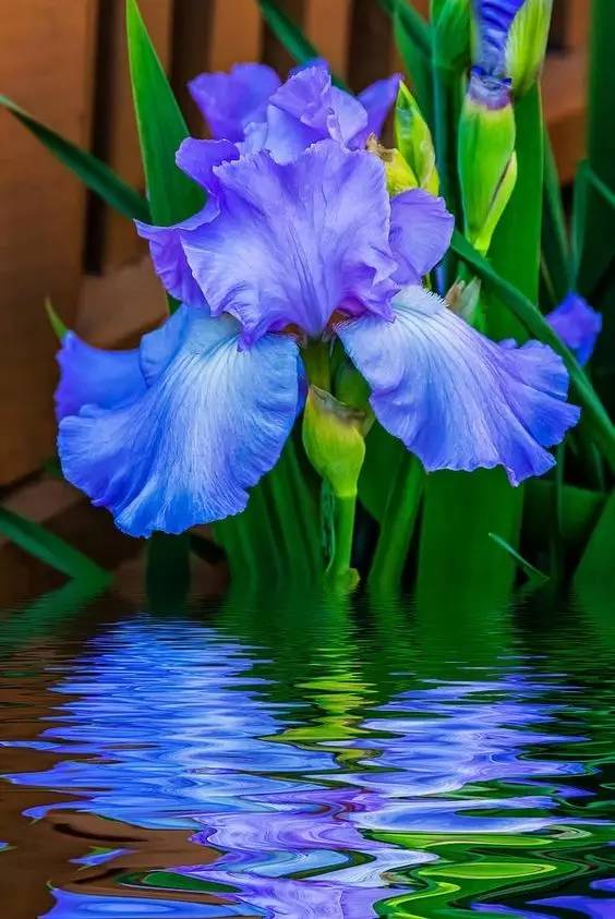 新年赏国花,世界各地最美的国花