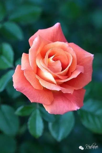 新年赏国花,世界各地最美的国花