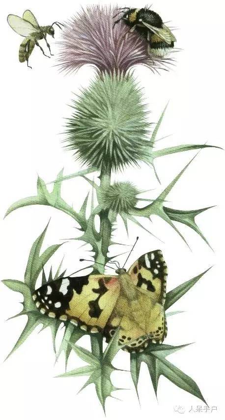 新年赏国花,世界各地最美的国花