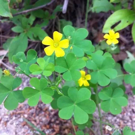 新年赏国花,世界各地最美的国花