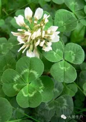 新年赏国花,世界各地最美的国花