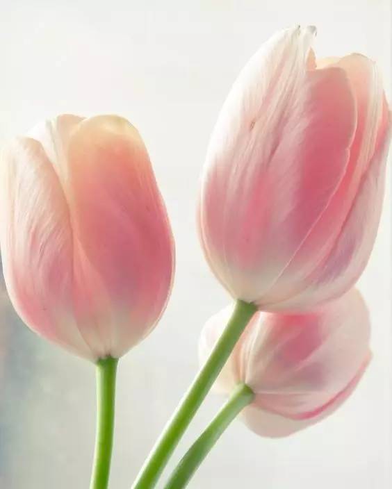 新年赏国花,世界各地最美的国花