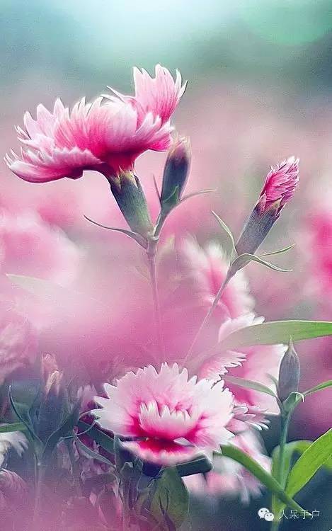 新年赏国花,世界各地最美的国花