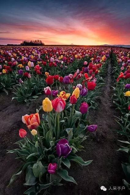 新年赏国花,世界各地最美的国花