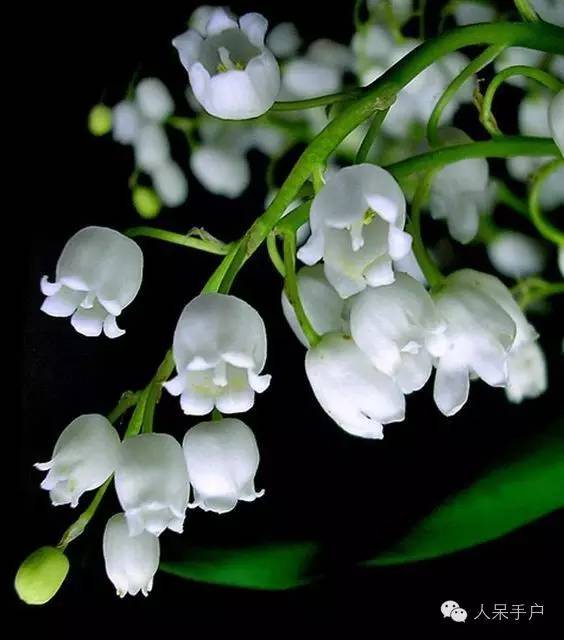 新年赏国花,世界各地最美的国花