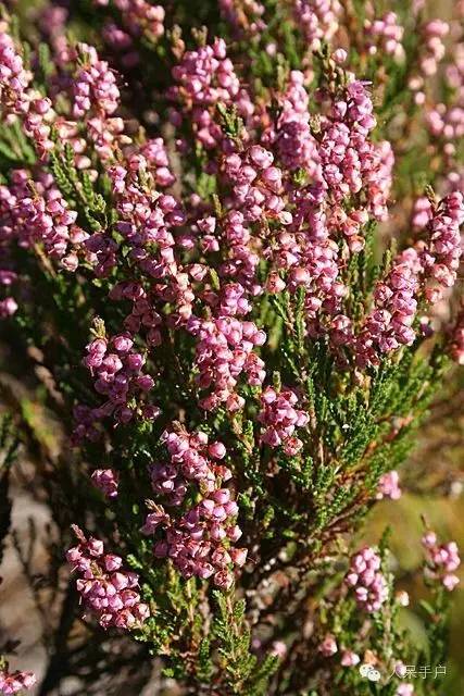 新年赏国花,世界各地最美的国花