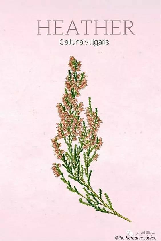 新年赏国花,世界各地最美的国花