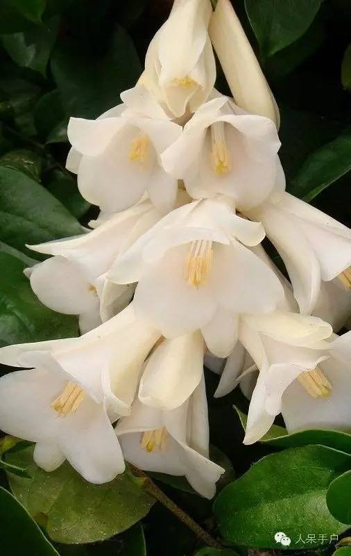 涓浗鍥借姳澶ц祻鍥剧墖,鍥借姳澶ц祻浜氭床鍥剧墖