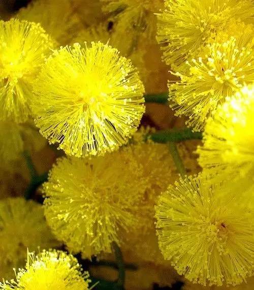 涓浗鍥借姳澶ц祻鍥剧墖,鍥借姳澶ц祻浜氭床鍥剧墖