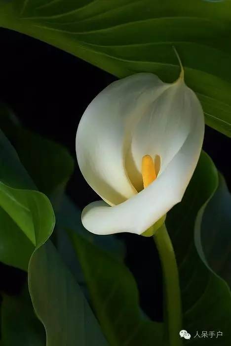 涓浗鍥借姳澶ц祻鍥剧墖,鍥借姳澶ц祻浜氭床鍥剧墖