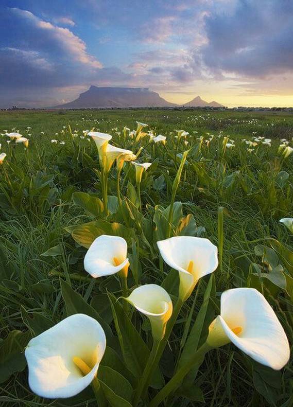 涓浗鍥借姳澶ц祻鍥剧墖,鍥借姳澶ц祻浜氭床鍥剧墖