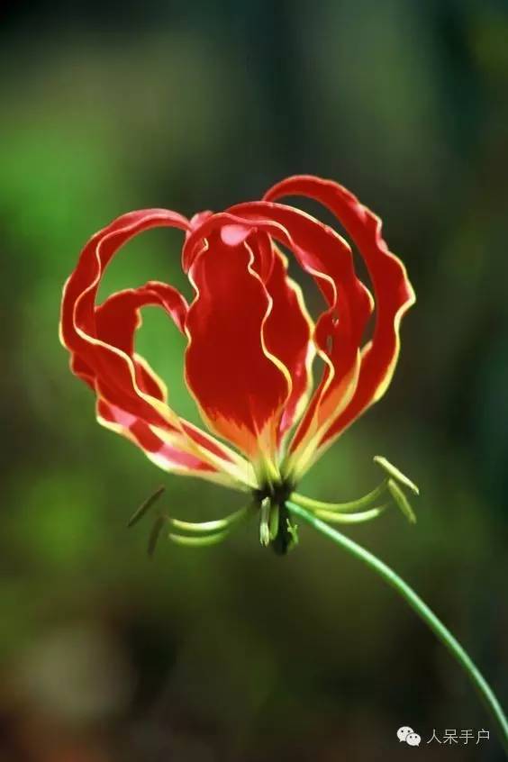 涓浗鍥借姳澶ц祻鍥剧墖,鍥借姳澶ц祻浜氭床鍥剧墖