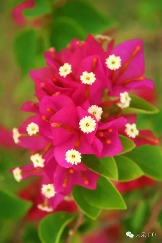 涓浗鍥借姳澶ц祻鍥剧墖,鍥借姳澶ц祻浜氭床鍥剧墖