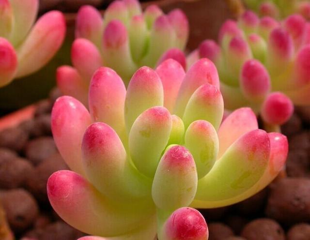 家居养花：多肉植物根系出现腐烂的原因和相应的处理技巧！