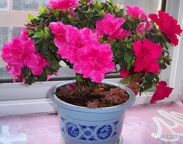 你的花卉在冬季死了，也许是这几点没做好！