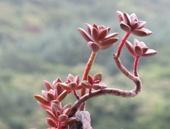 如何改变多肉徒长,多肉徒长怎么救