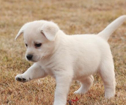 跑步能治愈支气管哮喘吗,哮喘可以通过锻炼治愈吗