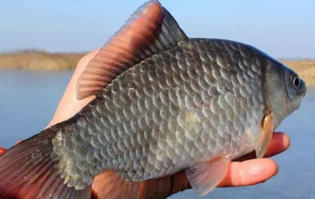 鲫鱼品种和肉质,鲫鱼品种和习性