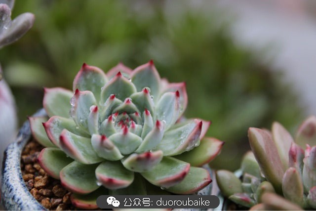 爱生活爱养花花卉绿植养护小知识,爱生活爱养花多肉植物养护小技巧