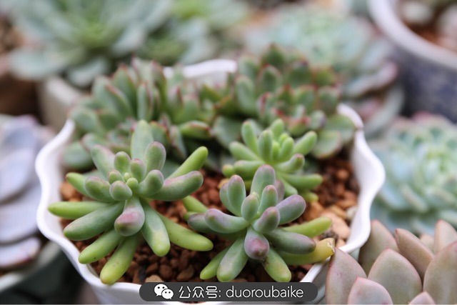 爱生活爱养花花卉绿植养护小知识,爱生活爱养花多肉植物养护小技巧