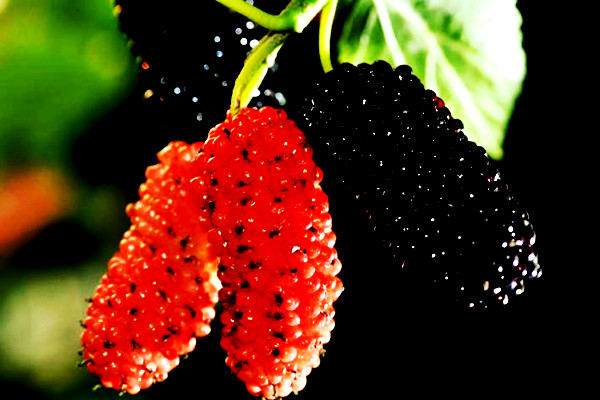 兰州亲们！红提摘完了我们相约去摘果桑可好？据说这里的果桑熟了