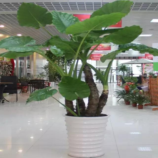 年宵花的危害,毒花观赏植物