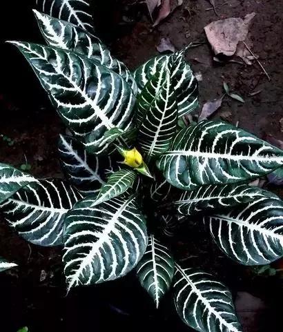 年宵花的危害,毒花观赏植物
