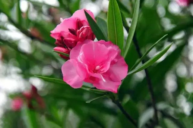 年宵花的危害,毒花观赏植物