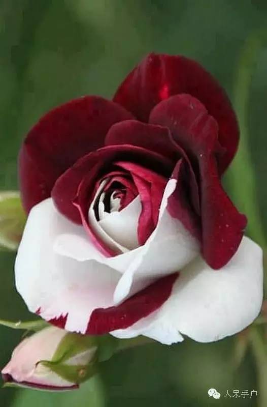 涓浗鍥借姳澶ц祻鍥剧墖,鍥借姳澶ц祻浜氭床鍥剧墖