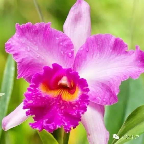 涓浗鍥借姳澶ц祻鍥剧墖,鍥借姳澶ц祻浜氭床鍥剧墖