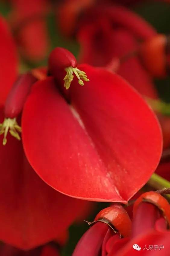 涓浗鍥借姳澶ц祻鍥剧墖,鍥借姳澶ц祻浜氭床鍥剧墖