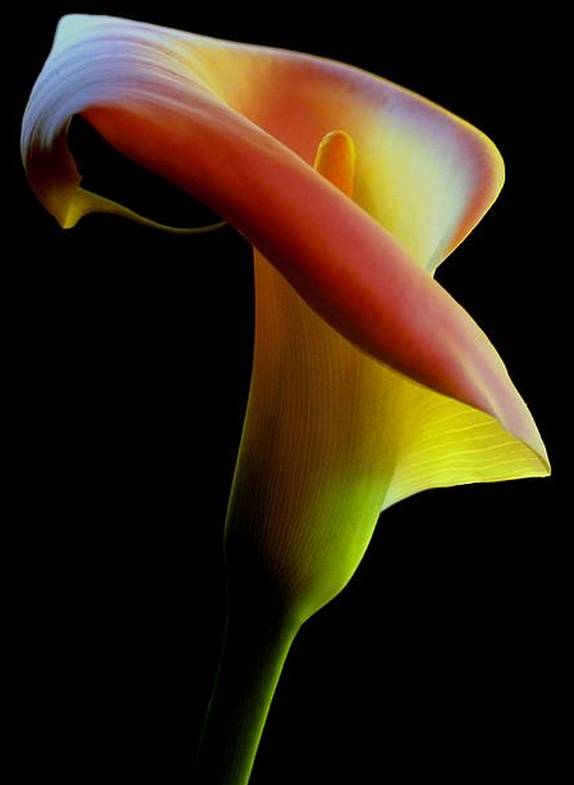 涓浗鍥借姳澶ц祻鍥剧墖,鍥借姳澶ц祻浜氭床鍥剧墖