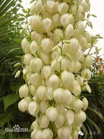 涓浗鍥借姳澶ц祻鍥剧墖,鍥借姳澶ц祻浜氭床鍥剧墖