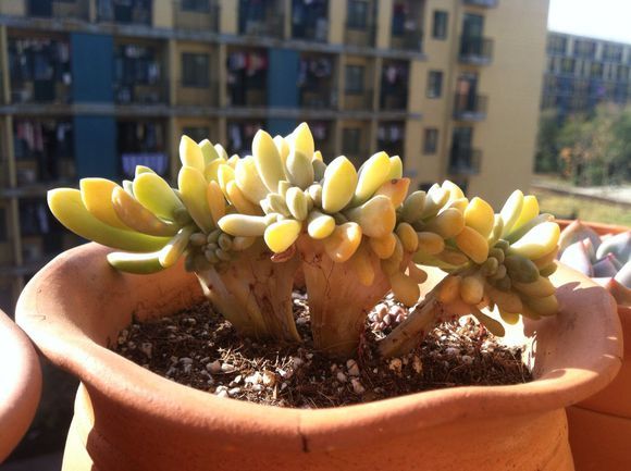 家居养花：多肉植物根系出现腐烂的原因和相应的处理技巧！