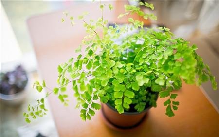 铁线蕨是不是很难养,铁线蕨为什么养不活