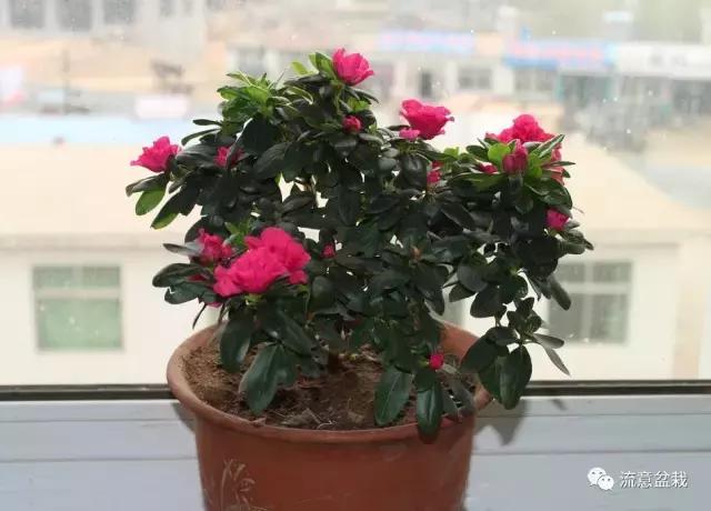 你的花卉在冬季死了，也许是这几点没做好！