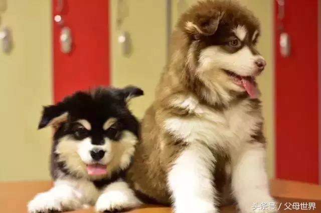 带宝宝去长白山滑雪注意什么,带娃去长白山滑雪