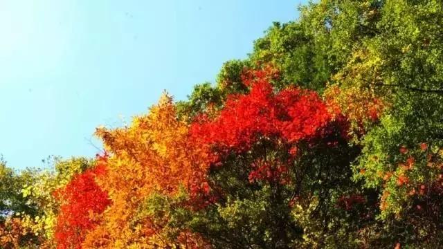 2021年洛阳旅游攻略指南,洛阳旅游攻略2015