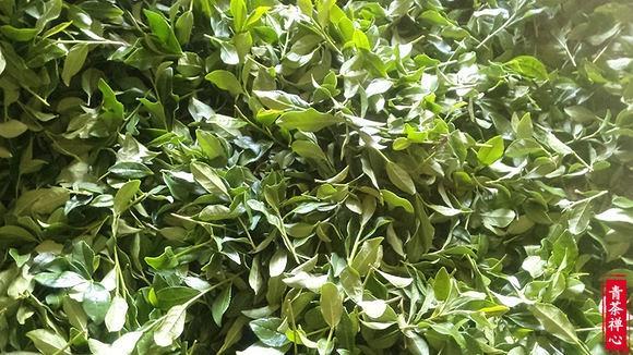 为什么同样的茶没上次好喝,铁观音为什么这么难买