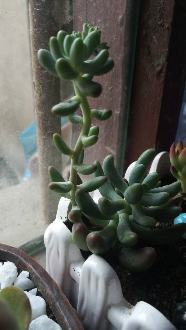 如何改变多肉徒长,多肉徒长怎么救