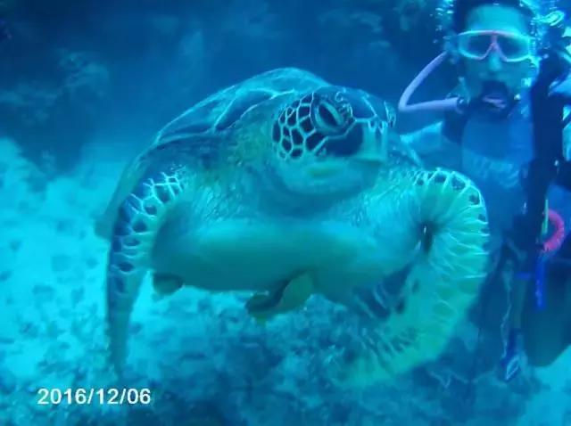 美娜多潜水在什么地方,潜水美娜多取景地